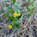 Trixis inula Flower