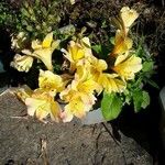 Alstroemeria aureaΛουλούδι