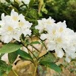 Rhododendron augustinii Flower