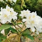 Rhododendron augustinii Λουλούδι