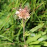 Geum montanum Λουλούδι
