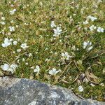 Cherleria obtusiloba Plante entière