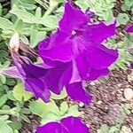 Petunia integrifolia Flor