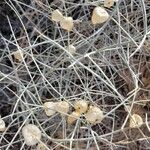 Scutellaria mexicana Fruit