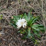 Hypochaeris sessilifloraHabitat