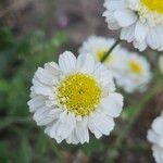 Tanacetum parthenium Flor