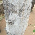 Pterocarpus rotundifolius Bark