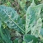 Crepis setosa Leaf