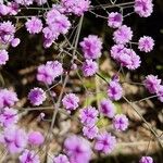 Thalictrum aquilegiifoliumFlor