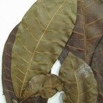 Ficus maroniensis Diğer