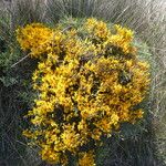 Genista scorpius Bark