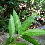 Aiouea guianensis Liść