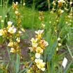 Sisyrinchium striatum Fleur