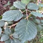 Rubus armeniacus Leaf