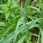 Tradescantia ohiensis Лист