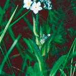 Myosotis alpestris Flower