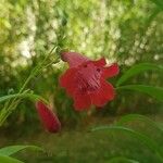Penstemon barbatus Kwiat
