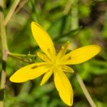 Sisymbrella aspera Flor