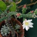 Salmonopuntia salmiana Flower