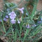 Glechoma hederacea Blüte