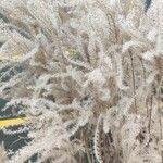 Miscanthus sinensis Frucht