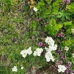 Achillea erba-rotta Fleur