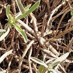 Phlomis lychnitis Bark