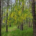 Laburnum alpinumVirág