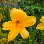 Hemerocallis lilioasphodelusFlower