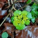 Chrysosplenium alternifoliumVirág