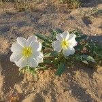 Eulobus californicus Flower