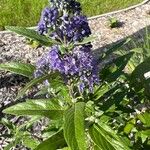 Caryopteris × clandonensis A.SimmondsBlomma