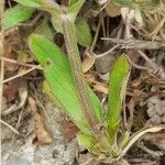 Valeriana locusta 葉