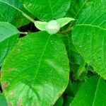 Hydrangea involucrata Sonstige