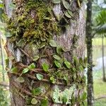 Microgramma vacciniifolia 葉