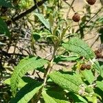 Buddleja globosa पत्ता