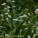 Myosotis pusilla Blüte