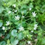 Saxifraga rotundifolia Blüte