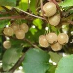 Actinidia deliciosa Fruto