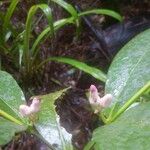Bonafousia macrocalyx Flor