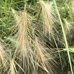 Elymus canadensis Liść