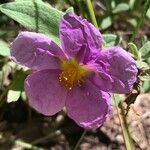 Cistus albidus ফুল