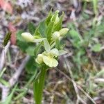 Dactylorhiza insularis Flower