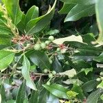 Prunus ilicifolia ഇല
