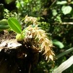 Bulbophyllum nutans Kukka