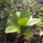 Guettarda splendens Blatt