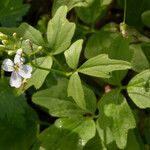 Cardamine angulata Hábito