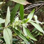 Persoonia mollis Hostoa