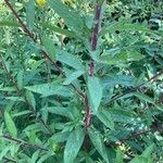 Oenothera parviflora List