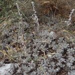 Artemisia pedemontana Leaf